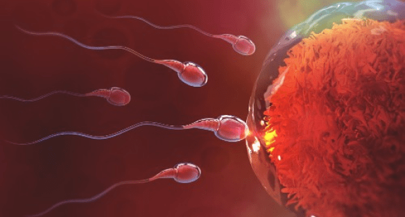 Fertilization via ICSI