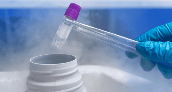 Embryo Transfer Procedure