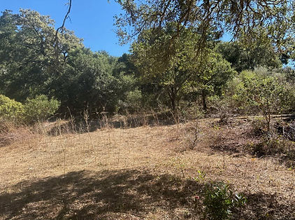 The sheep and goats cleared out so much that you can finally see the ground. This is perfect for creating defensible space during fire season.