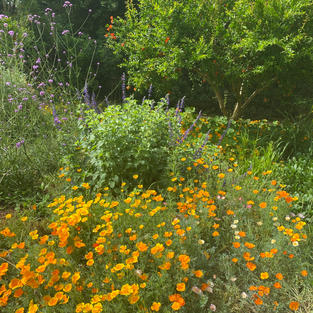 California poppies, tall verbena, and flowering pomegranate trees