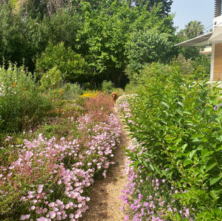 Mexican evening primroses, salvias and dwarf crape myrtles