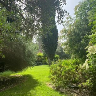 Flowering sambucus and an olive tree framing the view of our beloved cyprus
