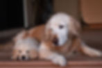 Golden Retriever puppy snuggling next to adult golden retriever. Senior and puppy. 8 week