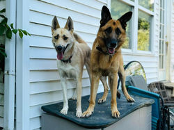 Luca & Ronin