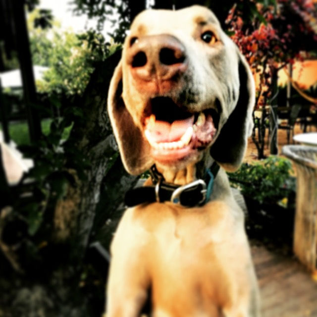 Pet Minding