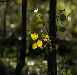 light in the forest