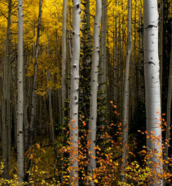 Evergreen Behind Aspens - wm