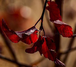 Graceful Ending - wm