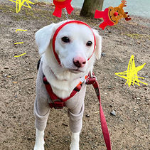 めいちゃんのクリスマス散歩