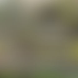 荒川でたぬきの親子