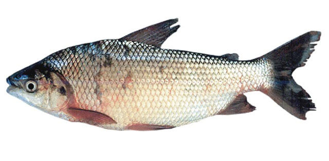 ree