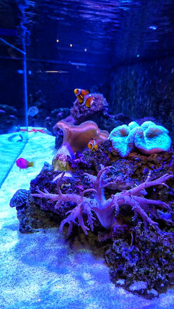 IMG-20190124-WA0018-01.jpeg