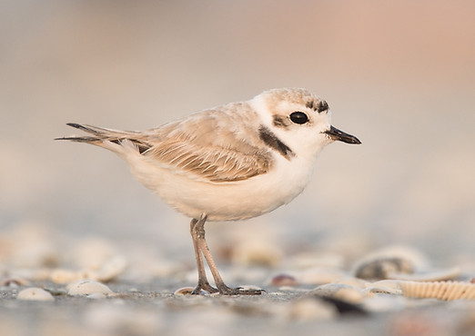 A snowy plover standing with right side toward the camera.