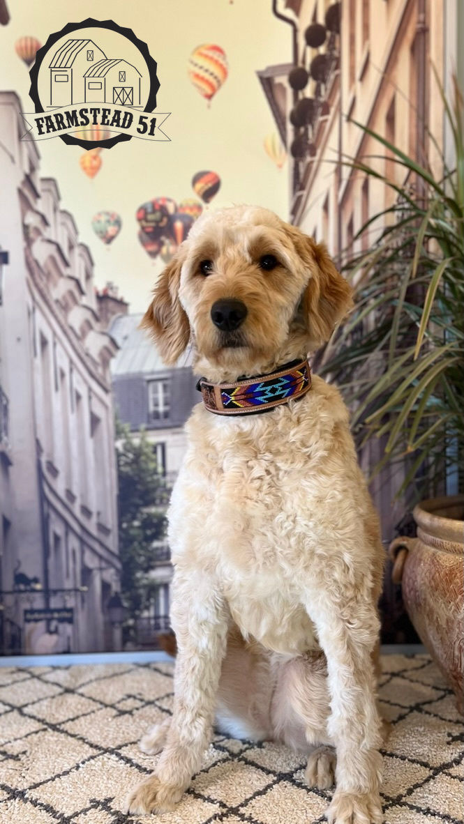 Goldendoodle F1 June