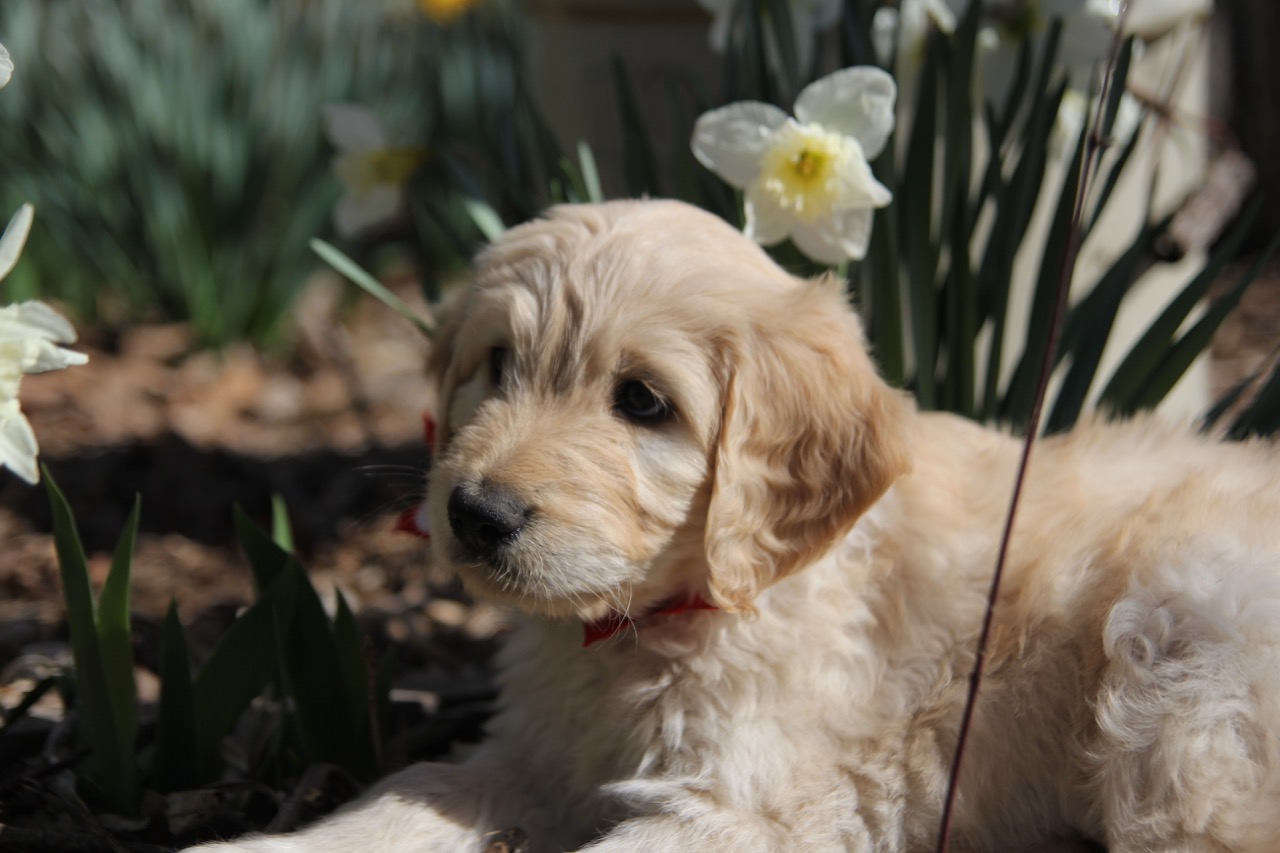 Goldendoodle puppies in Missouri Kansas City Farmstead 51