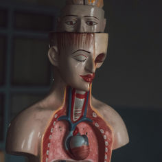 trauma is stored in the body