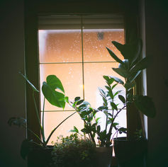 houseplants