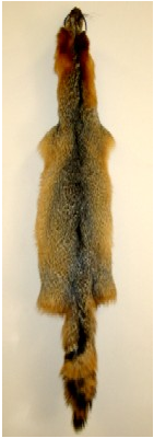 Tanned Fur - Grey Fox