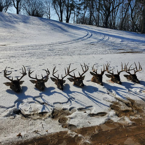 Deer Hunting