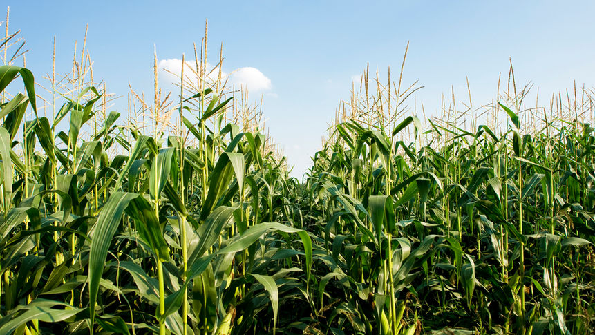 corn-field-SBI-300269544.jpg