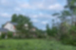 Tree on roof.jpg