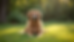 Eye-level view of a golden retriever sitting calmly in a sunny backyard in southern Minnesota