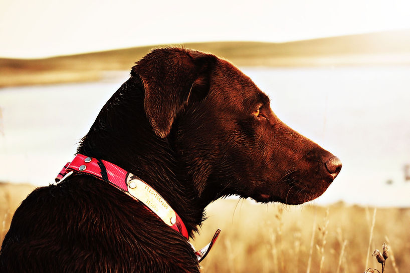 Hunting Dog Stone Creek Outfitters.jpg