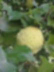 Osage orange fruit, commonly seen along rural roadsides in the fall and often used for seasonal decor.