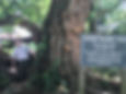 Dave Leonard inspecting the osage orange tree at Fort Harrod. He probably climbed it while he was there, too!