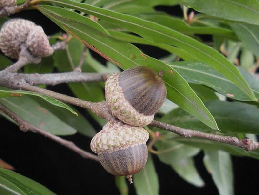 acorns_willow oak.png