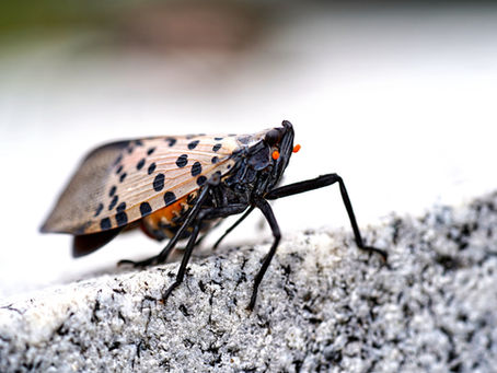 Spot - and then smash - the Spotted Lanternfly