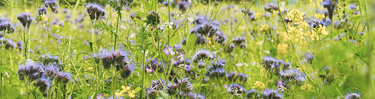 visuellverstehen-flensburg-blueht-2020-0