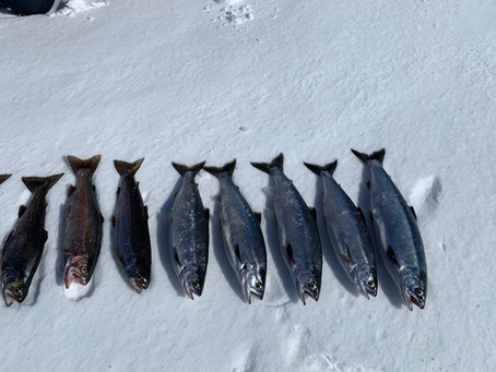 Blue Mesa Ice Fishing Report | Colorado Fishing Expeditions