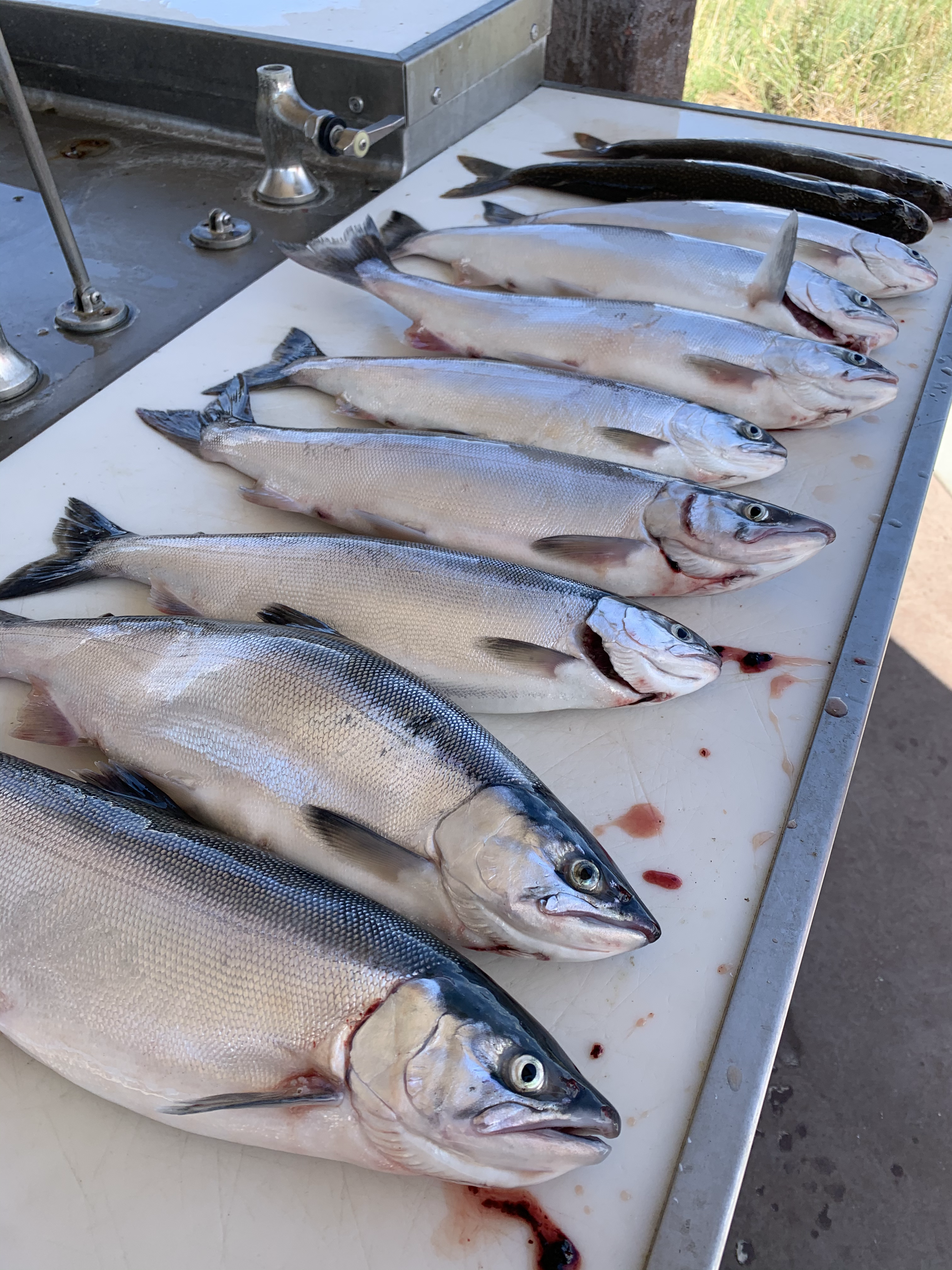 Kokanee salmon