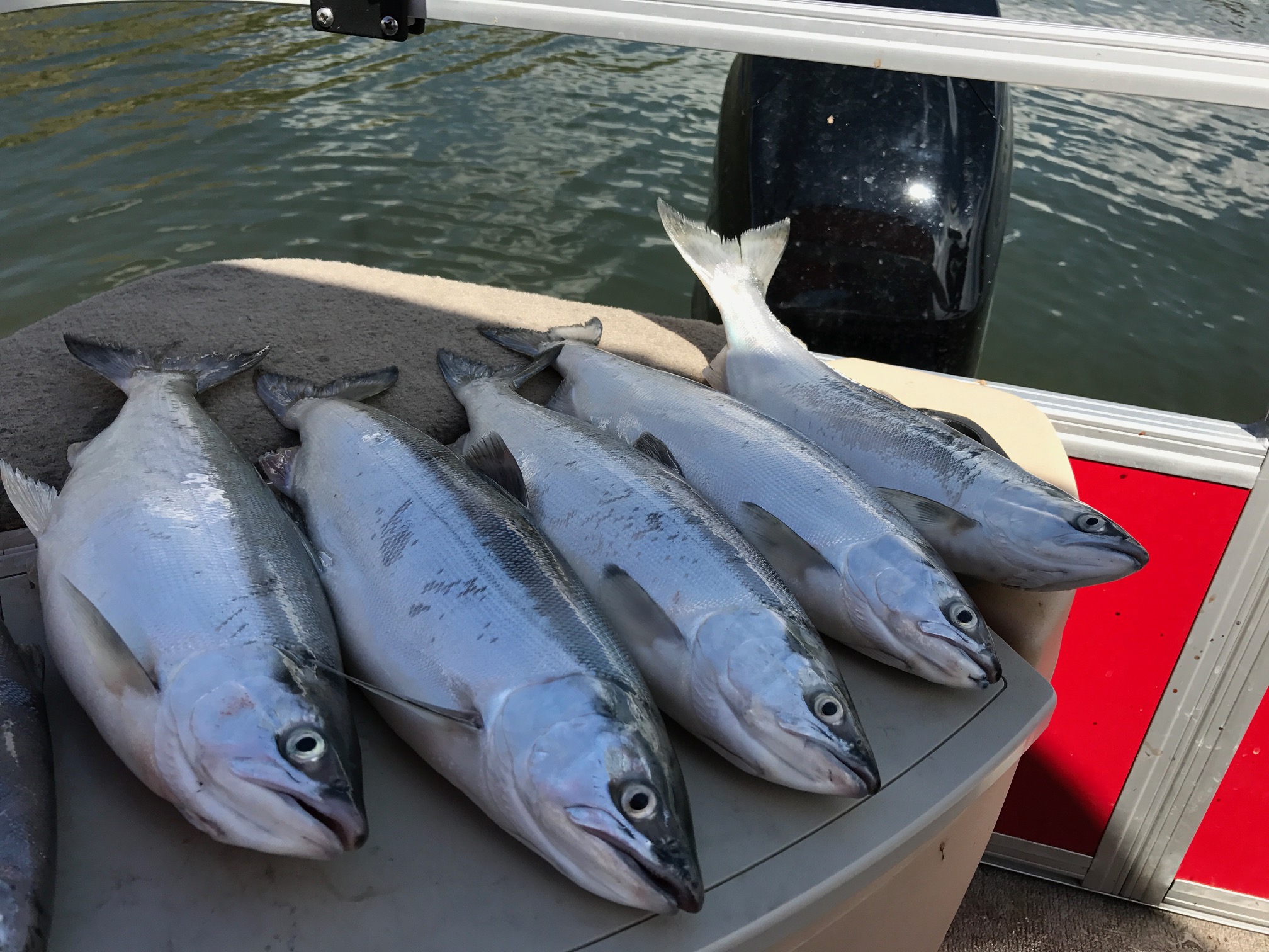 Kokanee Salmon on the boat