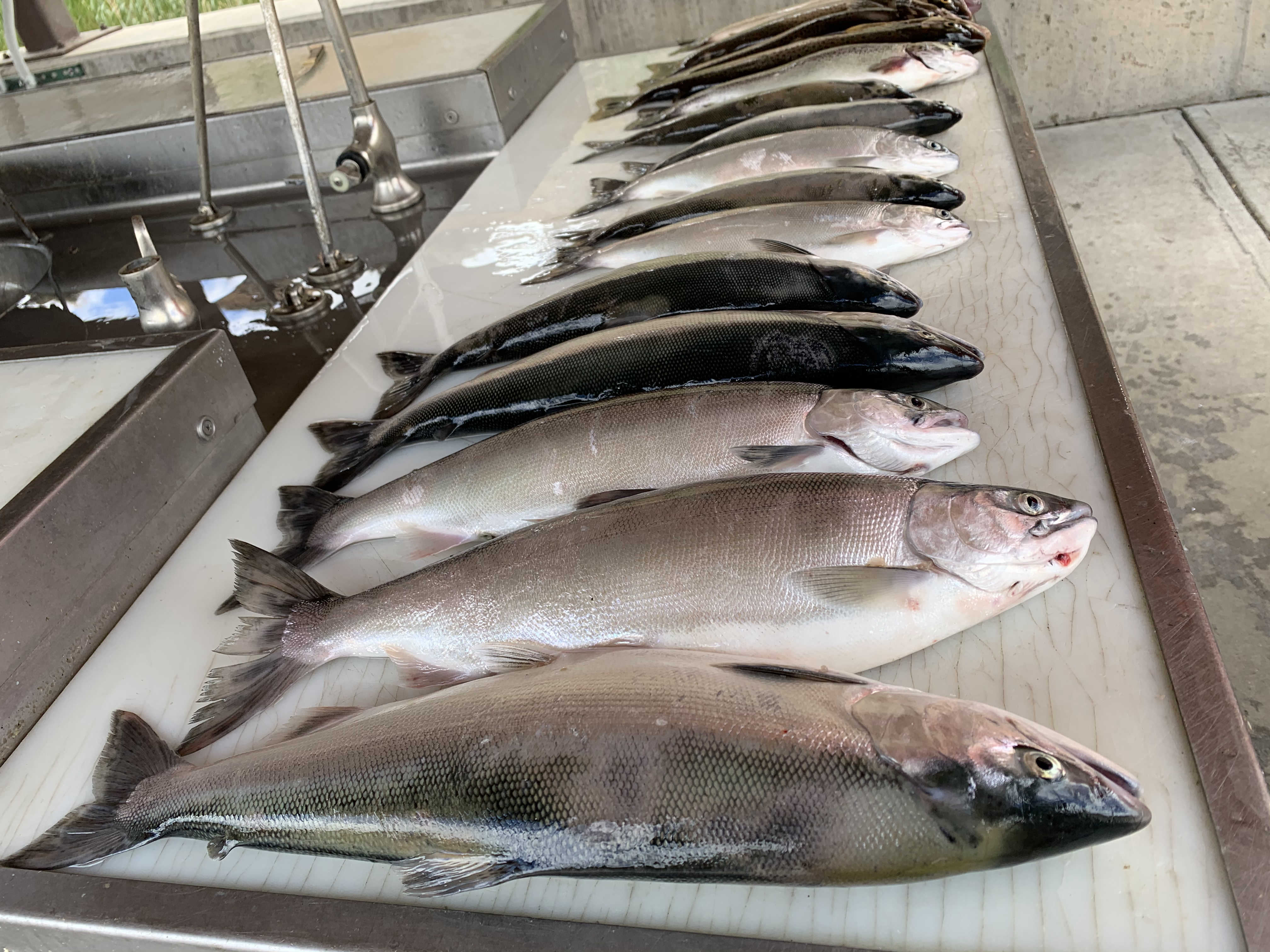 limits of salmon