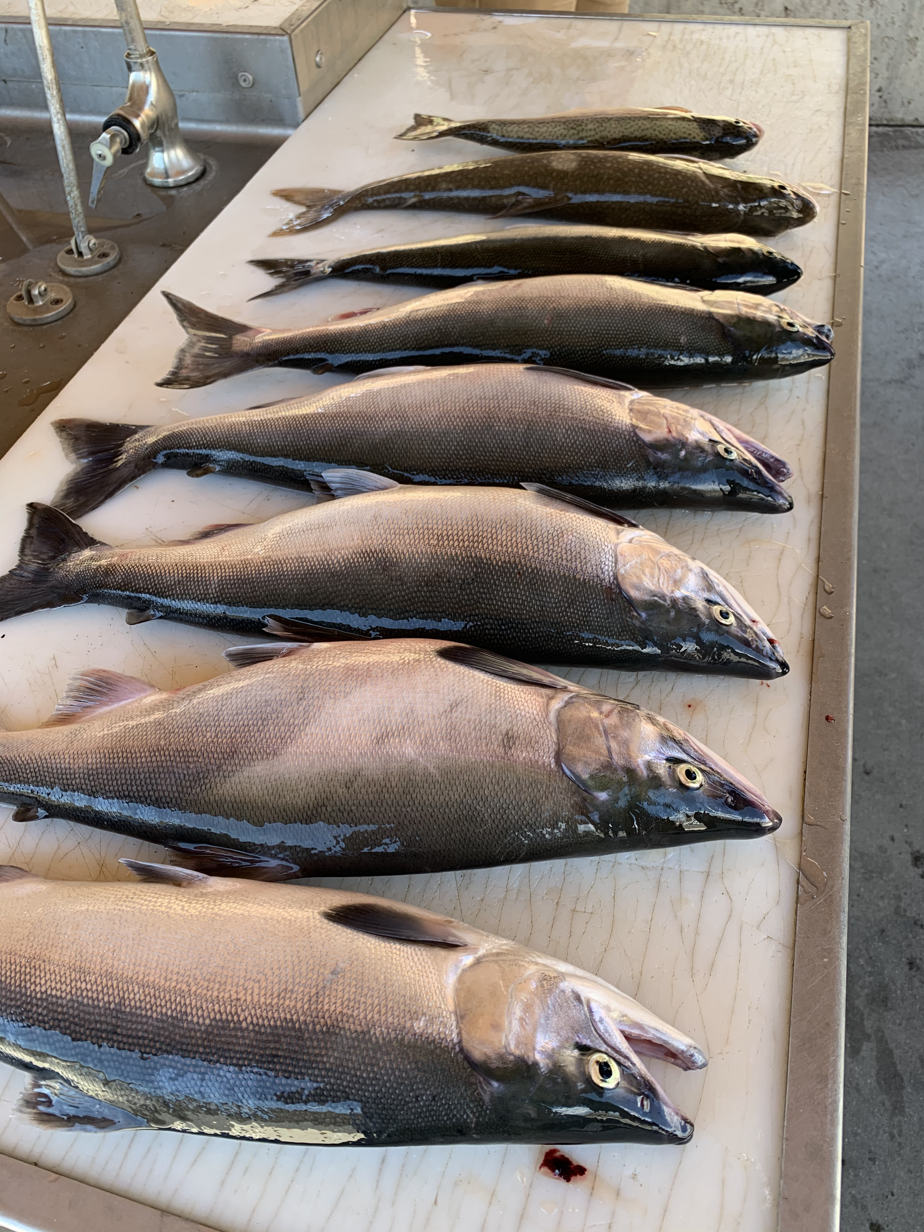 Kokanee on the cleaning table