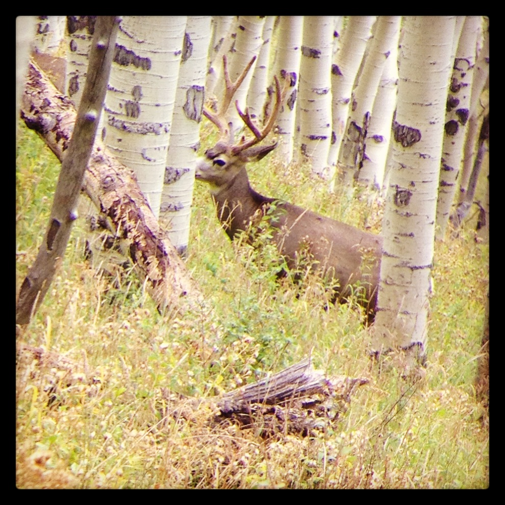 Colorado Mule Deer tags are out Contact West Elk Outfitters for your