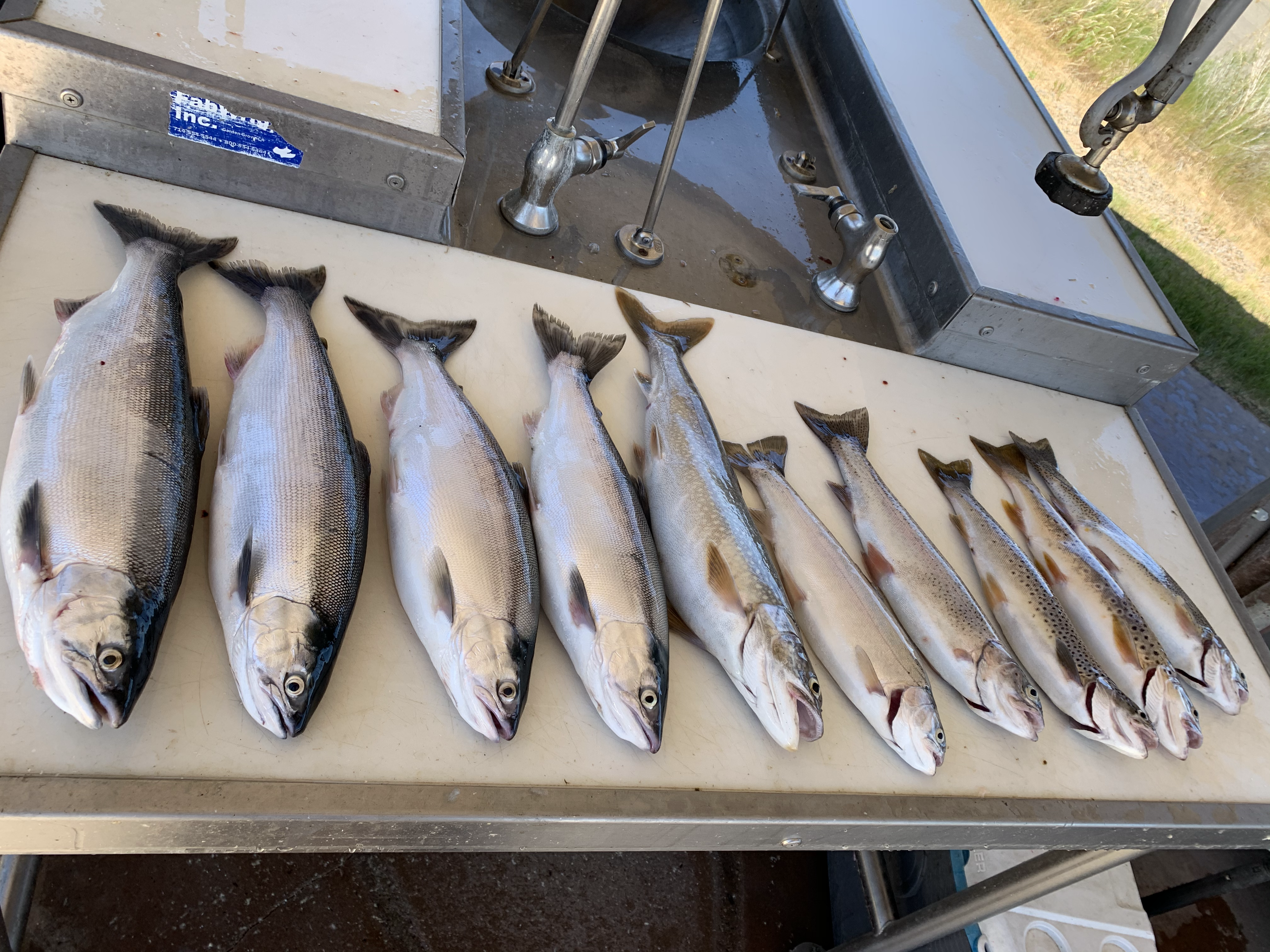 kokanee and trout