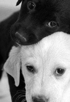 BLACK DOG / WHITE DOG - the DUAL NATURES DEBATE
