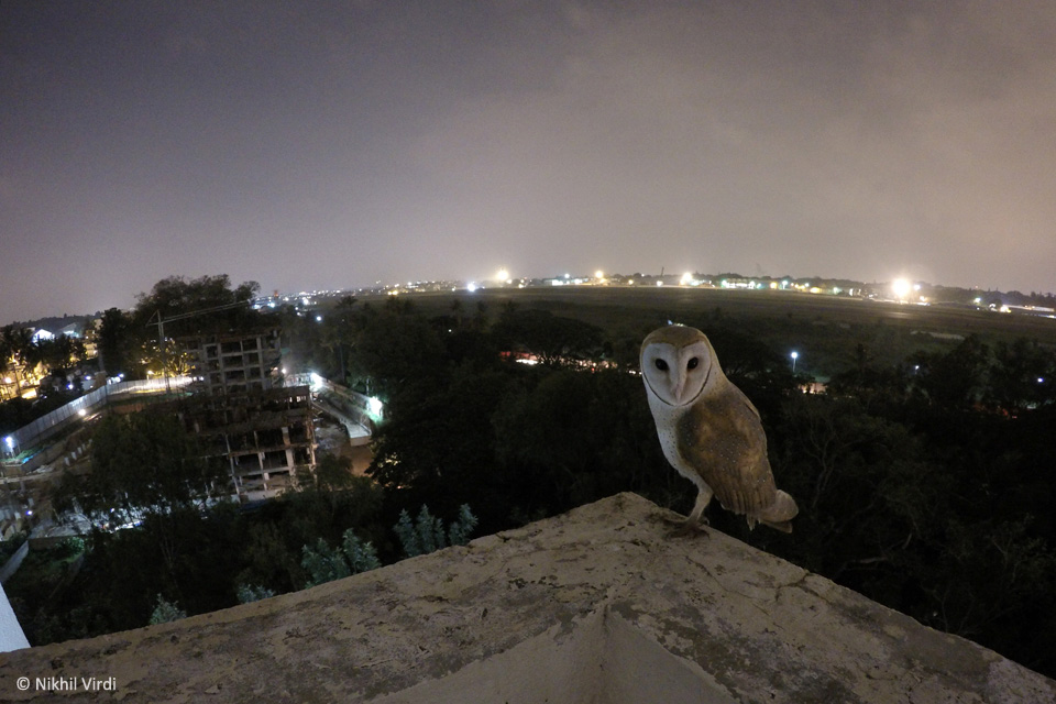 Barn Owl in Bangalore