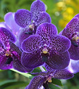 orchid.jpg