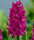 hyacinth.jpg
