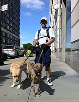 dog trainer new york