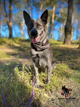 Cattle Dog