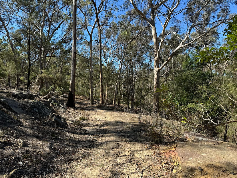 Dog Walking Track