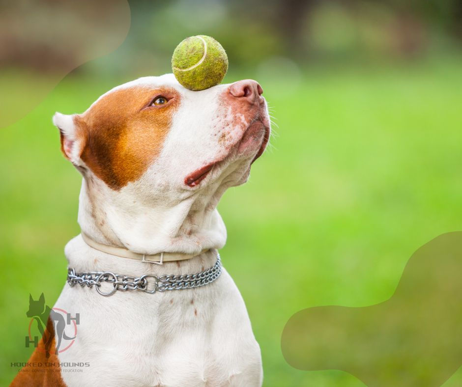 Dog and ball