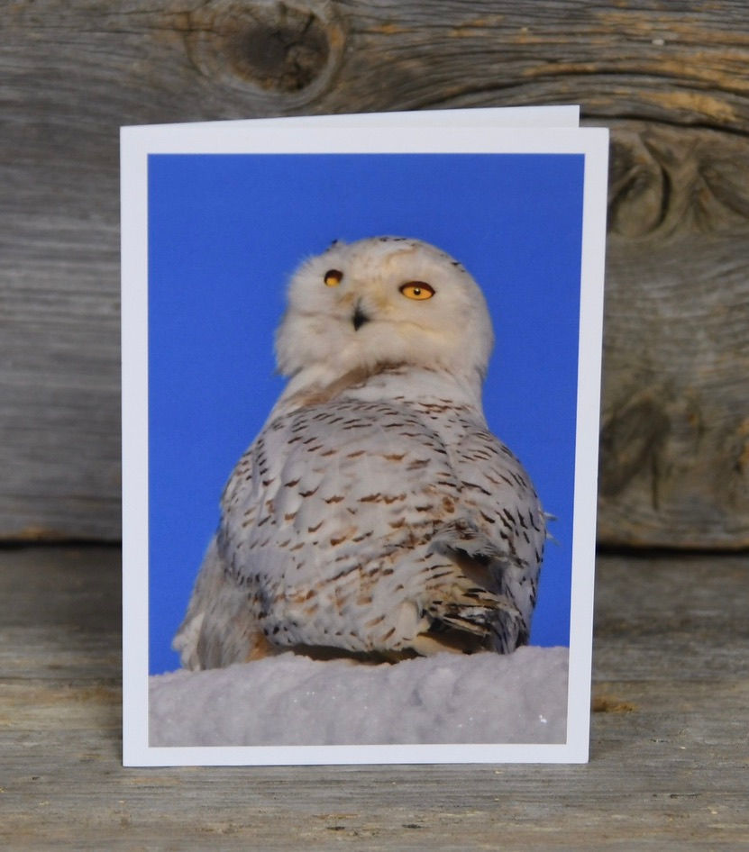 "Snowy Owl"