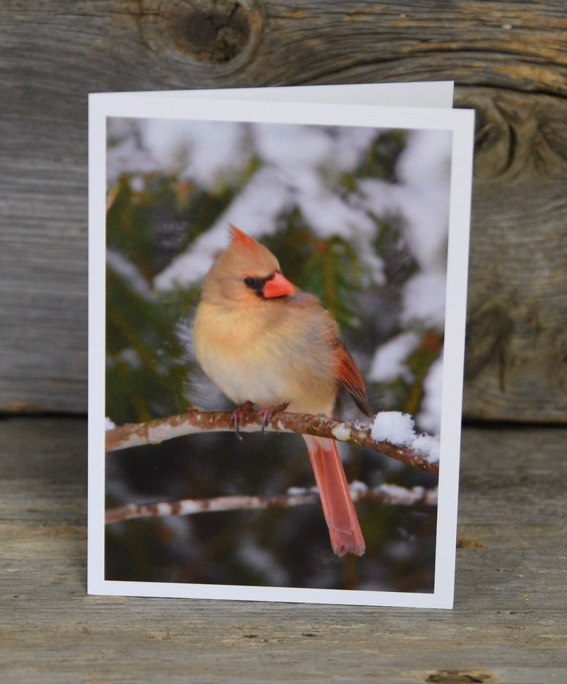 "Female Cardinal in Snow"