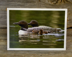 Loon Family Swim